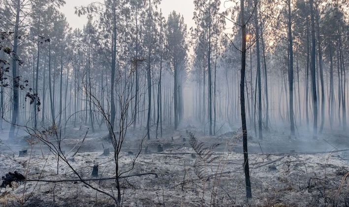 COLLECTE POUR LES LANDES - La Fondation du patrimoine au secours de la forêt